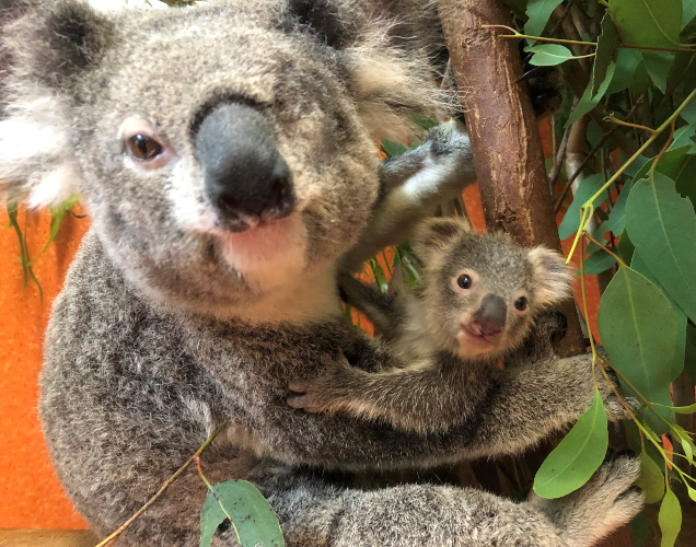 Pumpkin and Lilly the koalas at RSPCA Queensland Wildlife Hospital
